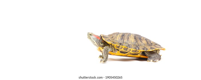 Pet Turtle Red-eared Slider(Trachemys Scripta Elegans) Banner Isolated On White Background. Copy Space