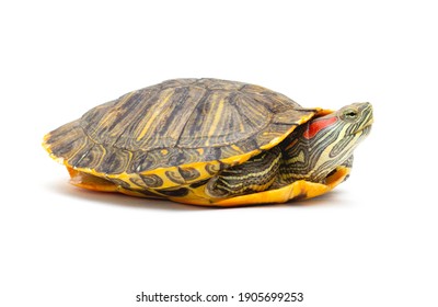 Pet Turtle Red-eared Slider(Trachemys Scripta Elegans) Isolated On White Background.