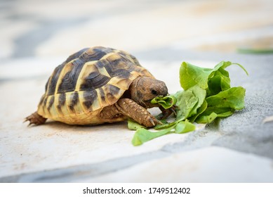 Pet Turtle Eating lettuce Salad On Stone Paved Terrace. Exotic Home Animal Is Feeding Outdoors.