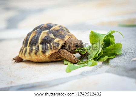 Pet turtle eating lettuce salad on stone paved terrace. Exotic home animal is feeding outdoors.