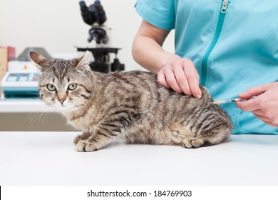 Pet Vaccination