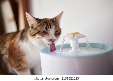 Pet water dispenser with automatic gravity refill. - Powered by Shutterstock