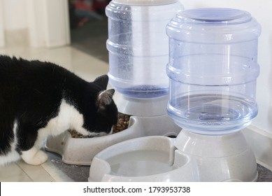 Pet Water And Dry Food Dispenser With Automatic Gravity Refill 