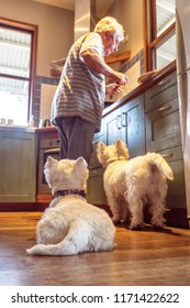 Pet Westie Dogs Hoping Retired Caucasian Owner Will Drop Food Cooking In Domestic Kitchen At Home - Shallow Depth Of Field