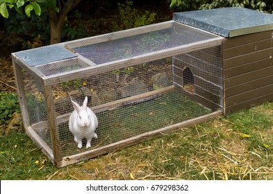 Pet white rabbit in rabbit hutch enclosure in suburban backyard - Shutterstock ID 679298362