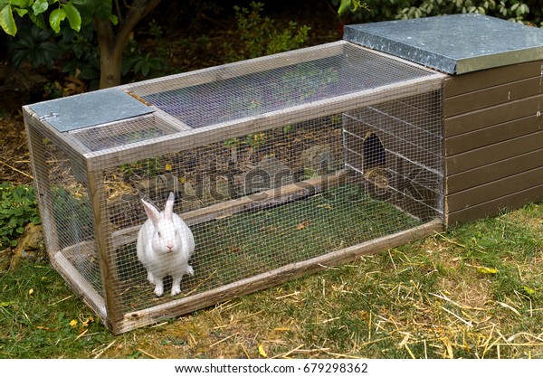 Pet white rabbit in rabbit hutch enclosure in\
suburban backyard