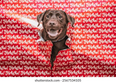 Pet wrapping paper TikTok trend