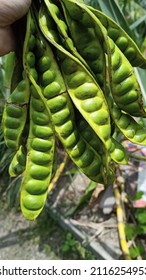 Petai Fruit From The Tropics That Smells Good But Is Liked By Many People Because Of Its Taste Sensation