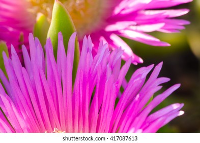 petal