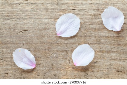 Petal of cherry blossom sakura flower fall on wood floor 