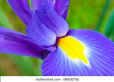 Petal detail of blue and purple iris flower as a spring concept