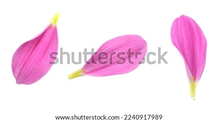 A petal of pink chrysanthemum isolate white