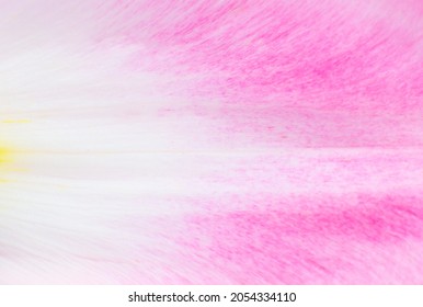 Petal From A Pink Tulip Flower Texture Background. Minimalism, Beautiful Natural Wallpaper. Copy Space, Close Up. Macro Photo.