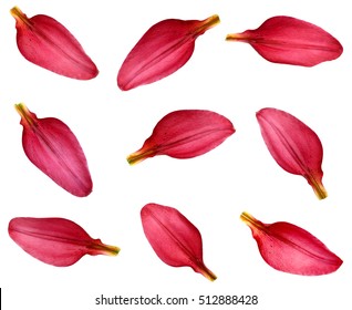 Petal Red Lily Isolated Stock Photo 512888428 | Shutterstock