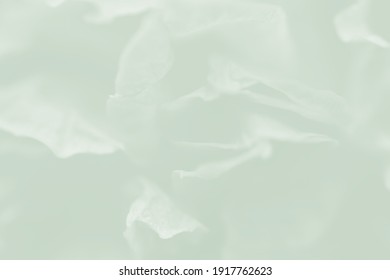 Petal Of Rose Isolated On White For Background