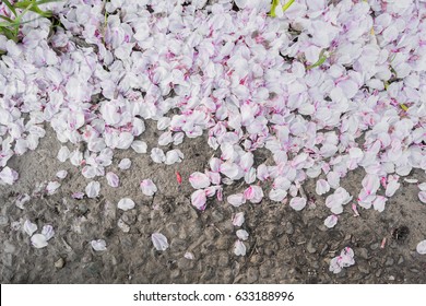  petal of sakura on the floor background
