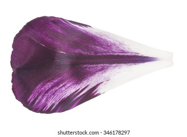 Petal Of A Tulip. Macro