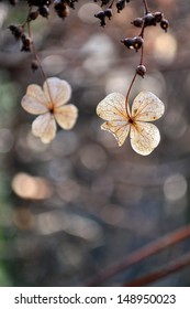 petals