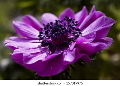 petals