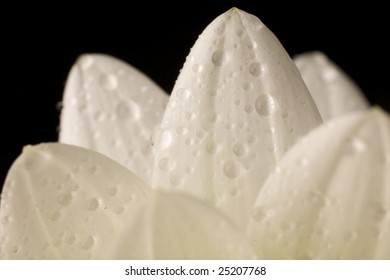Petals