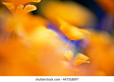 Petals Of California Poppies In Movement Of Abstract Orange Floral Background.