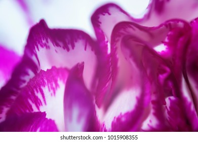 Petals close - up
