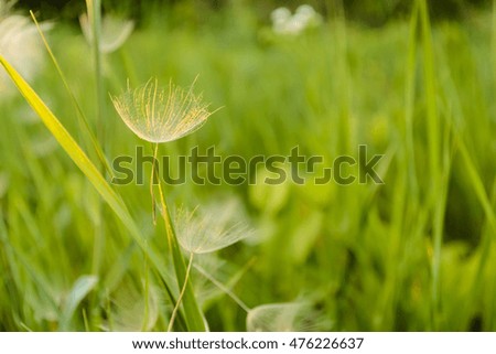 Petals dandelion