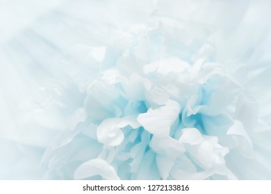 Petals Of Flower Filled With Light. Romance Flowery Background Blue Colored. Selective Focus. Blue Toning.