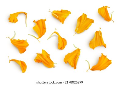 petals of fresh marigold or tagetes erecta flower isolated on white background with full depth of field. Top view. Flat lay - Shutterstock ID 2178026299