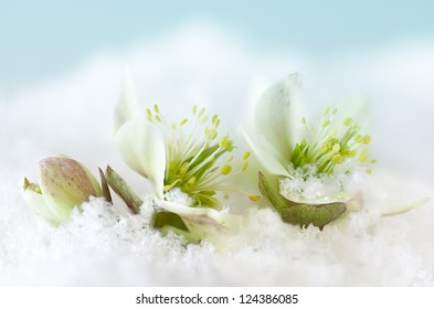 Petals Of Helleborus Or Christmas Rose Peeping Out Of The Snow