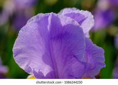 Petals Of Iris Pallida, Macro.