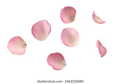 Petals on white. Florals Rose petals on floor, symbolic flower heart shape petals of love on a plain white background. Lovely beautiful rose pink pastel petal background - Powered by Shutterstock