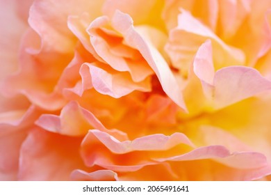 Petals of a orange rose, close-up. Orange floral background - Powered by Shutterstock