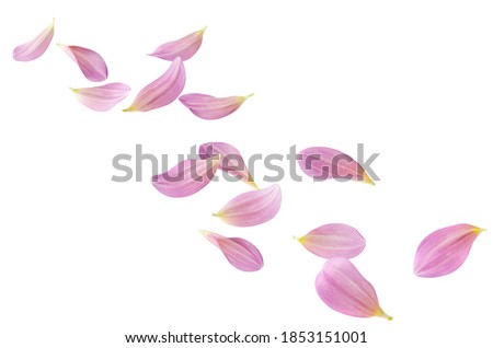 petals of pink dahlia flying isolated on white