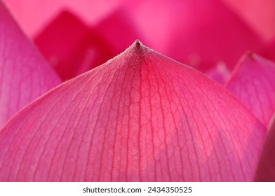 Petals of pink Lotus flower in macro - Powered by Shutterstock