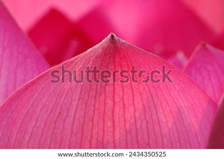 Petals of pink Lotus flower in macro