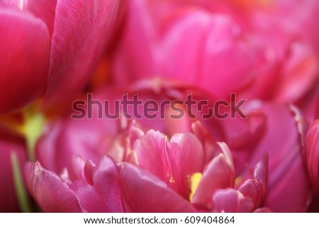 petals of a pink tulip in the macromode