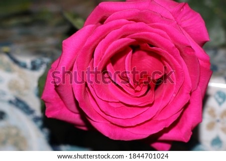 Petals of rose and its arraignment