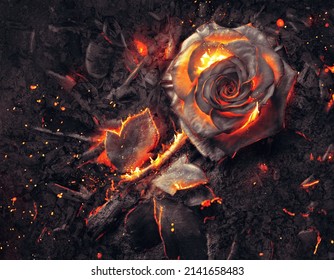 The petals of a single roses burns on top of a pile of ashes and embers.