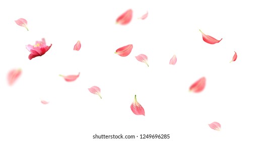 Petals Stock Image with blur effect - Shutterstock ID 1249696285