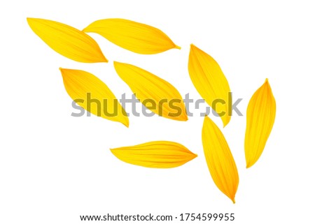 Petals of sunflower isolated on a white background, top view. Fresh yellow petals.