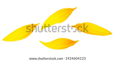 Petals of sunflower isolated on a white background, top view. Fresh yellow petals.