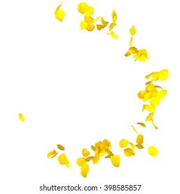 Petals yellow roses are flying in a circle on isolated white background. There is a place for Your text or photo