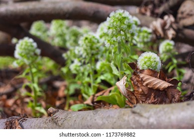 Petasites albus, the white butterbur, is a flowering plant species in the daisy family Asteraceae. It is native to central Europe and the Caucasus. Macro image from Hungary.
