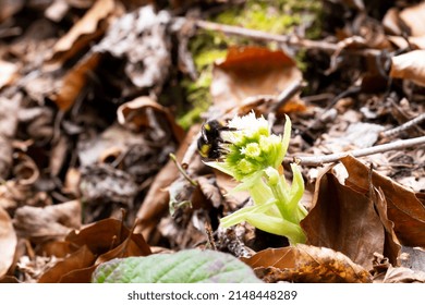 Petasites. The first spring flower is butterbur, pollinated by the bumblebee. Selective focus