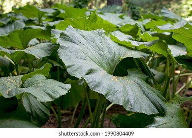 Petasites is a genus of flowering plants in the sunflower family, Asteraceae, that are commonly referred to as butterburs and coltsfoots. leaves