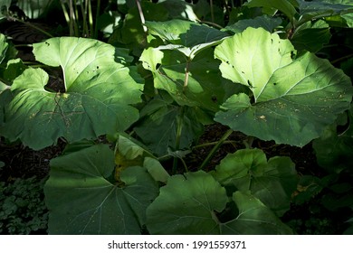 Petasites is a genus of flowering plants in the sunflower family, Asteraceae, that are commonly referred to as butterburs and coltsfoots. leaves