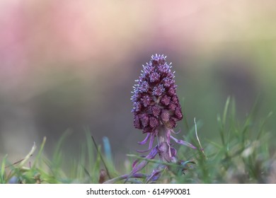 Petasites hybridus, the butterbur, pink inflorescences clusters of flowers. Also known as bog rhubarb or devils hat - Shutterstock ID 614990081
