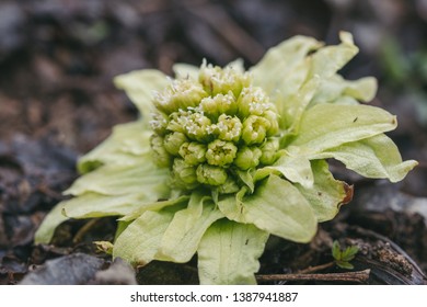 Petasites japonicus, also known as butterbur, giant butterbur, great butterbur and sweet-coltsfoot, is an herbaceous perennial plant in the family Asteraceae. Can be eaten.