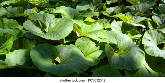 Petasites japonicus, also known as butterbur, giant butterbur, great butterbur and sweet-coltsfoot, is an herbaceous perennial plant in the family Asteraceae